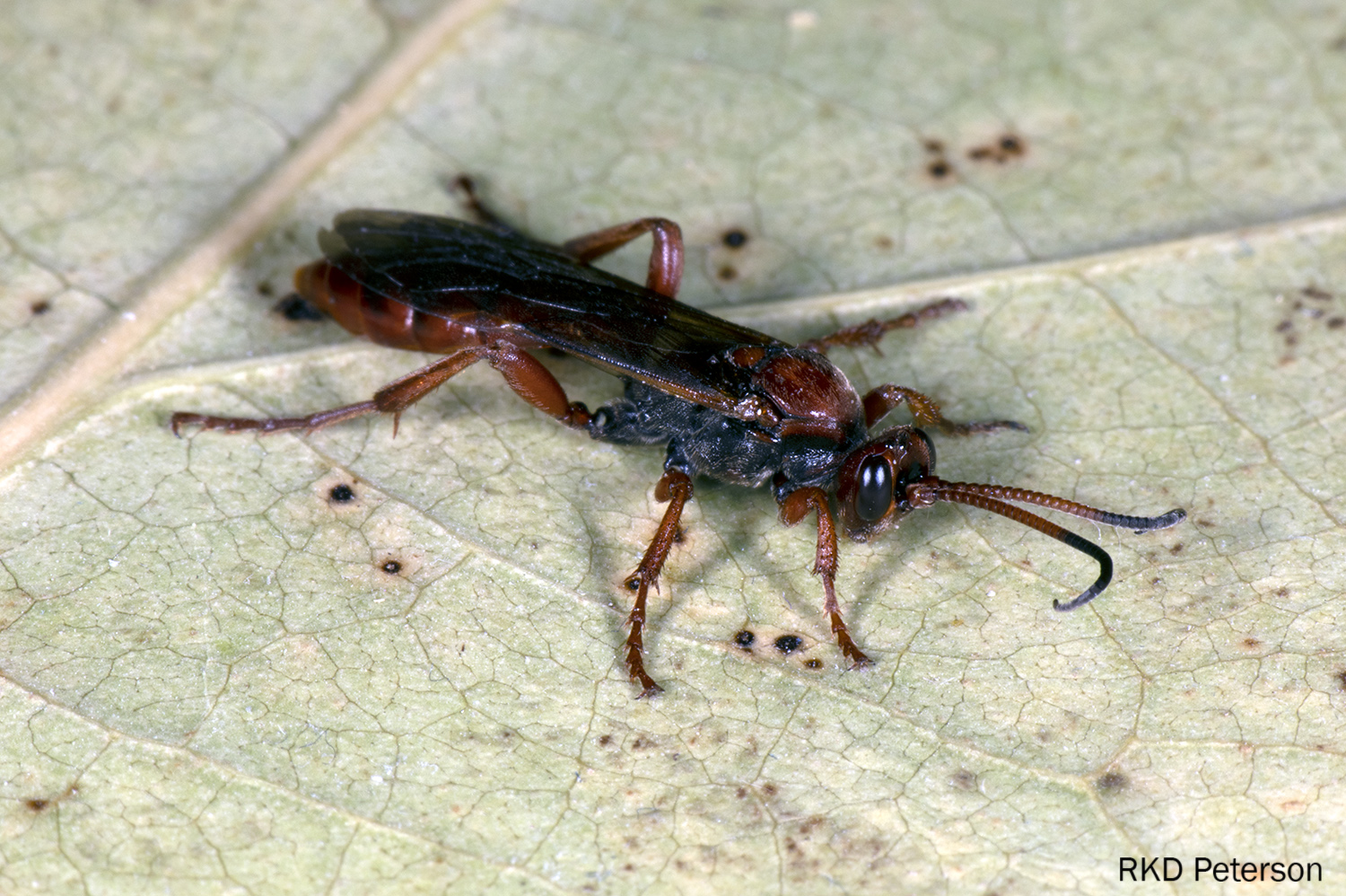 Ichneumonid Sp Insects Of The Greater Yellowstone Ecosystem